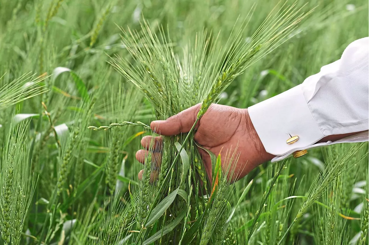 A risky move: Farmers turn to groundwater to boost yield in the desert