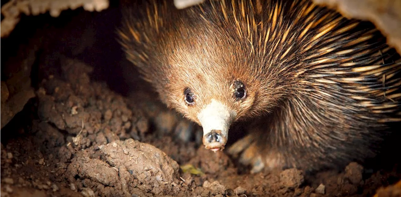 In most mammals, one gene determines sex. But 100 million years ago, platypuses and echidnas went their own way