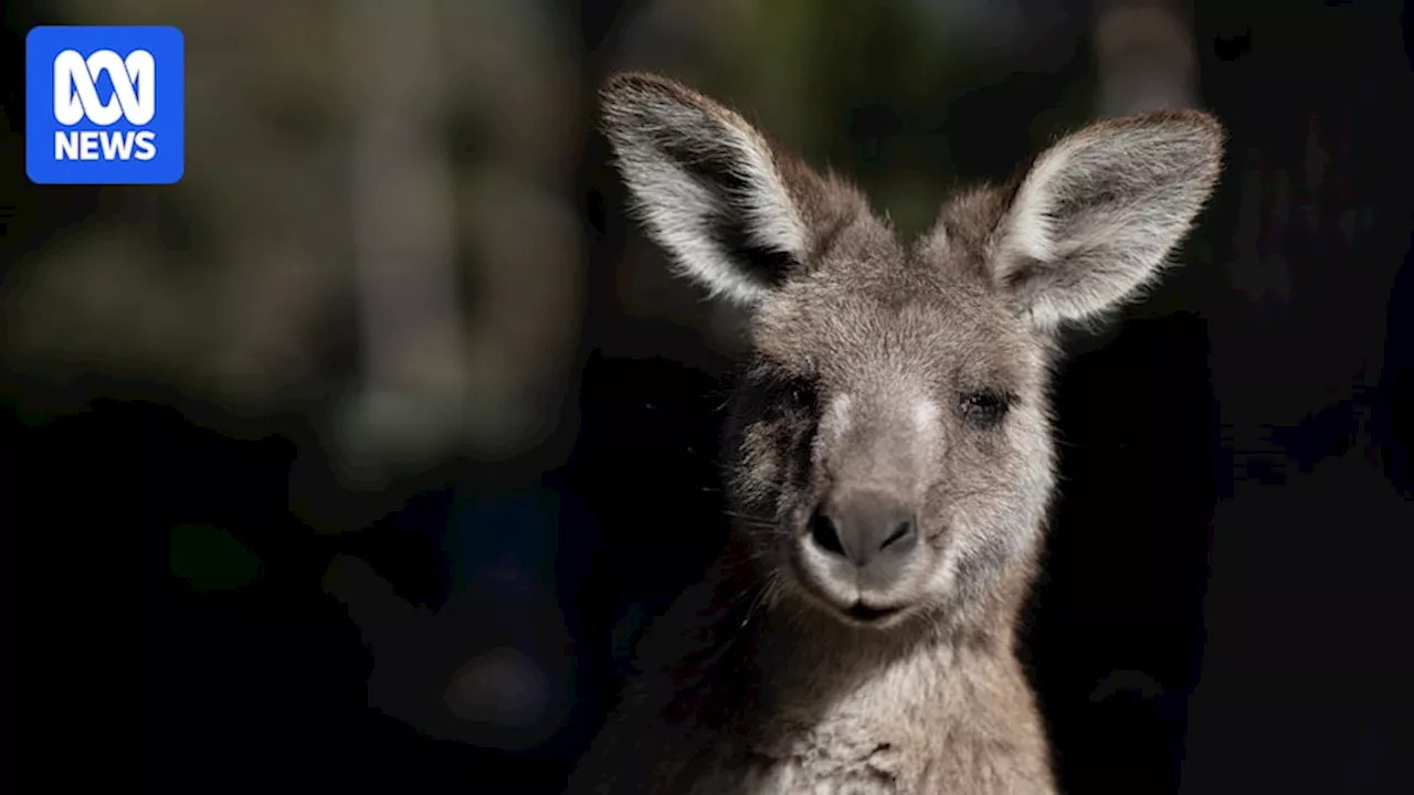 Kangaroo control streamlined for Victorian farmers facing drought