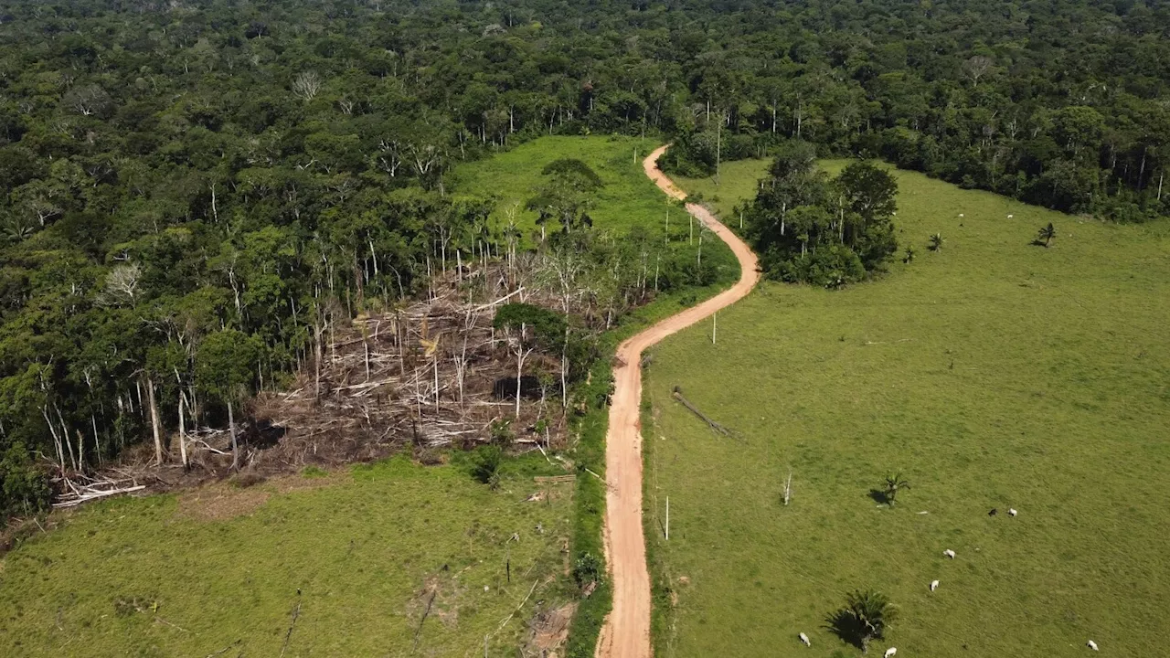 Retirada de cientos de reses ilegales en Amazonía provoca protestas y divide a residentes