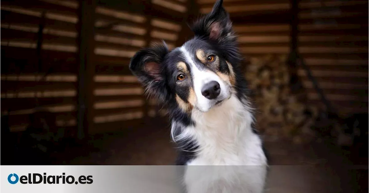 Uno de cada 12 perros sufre diarrea aguda al año: el mayor estudio veterinario revela por qué