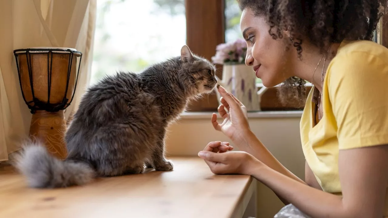 So oft solltest du deine Katze tatsächlich füttern