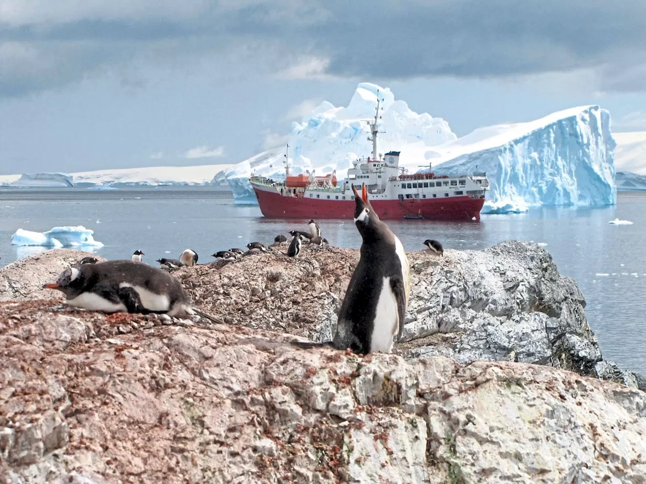 Emperor penguin populations declining faster than expected