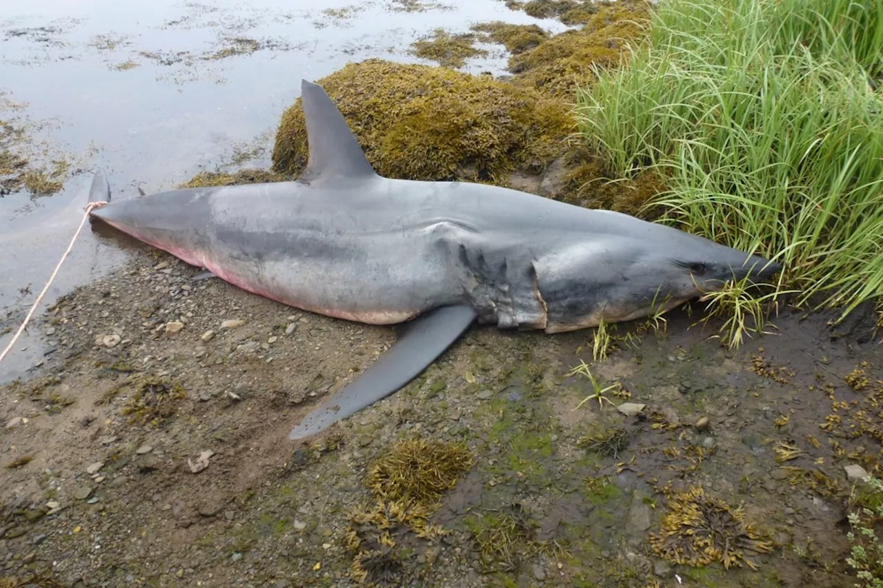 Rare find: Remains of large, shortfin mako shark found in eastern Nova Scotia