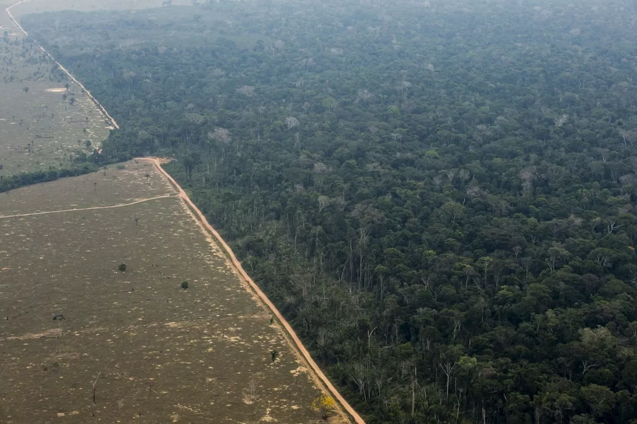 Em nova fase, Fundo Amazônia bate recorde de aprovação de recursos. Neste ano até junho, já soma mais de R$ 1 bilhão