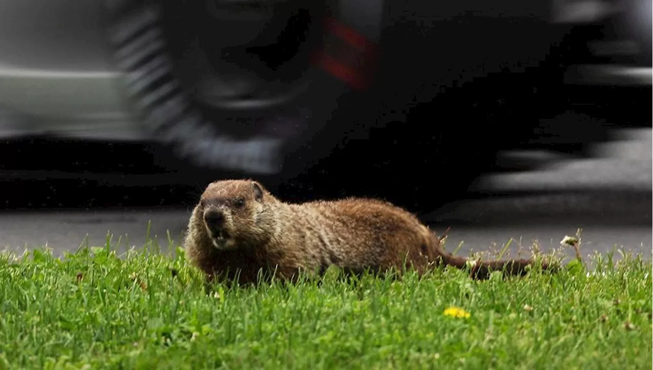 F1 Canada, marmotta travolta e uccisa in gara da Lewis Hamilton: “Sono devastato, amo gli animali”