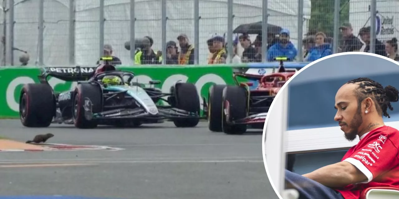 – Hamilton überfährt Murmeli: «Bin so traurig»