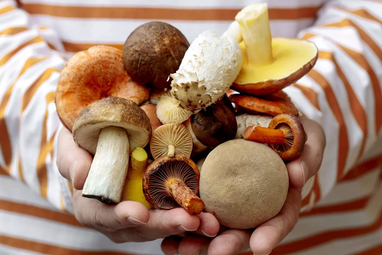 One Wrong Bite Can Kill You — That’s Why This Professional Forager Has Just One Rule