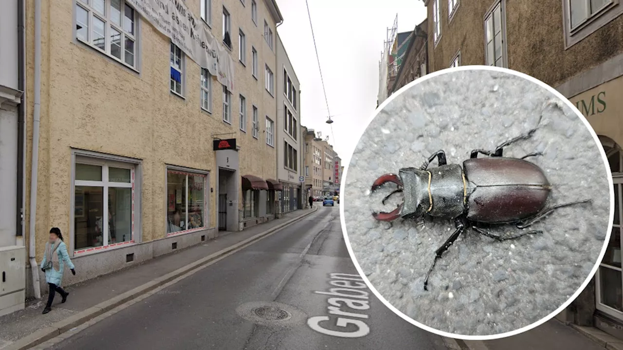  Mitten in der City: 'Monster-Käfer' schockiert Linzerin