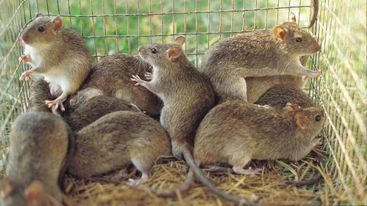 Nigeria’s current Lassa fever fatality rate worse than 2024