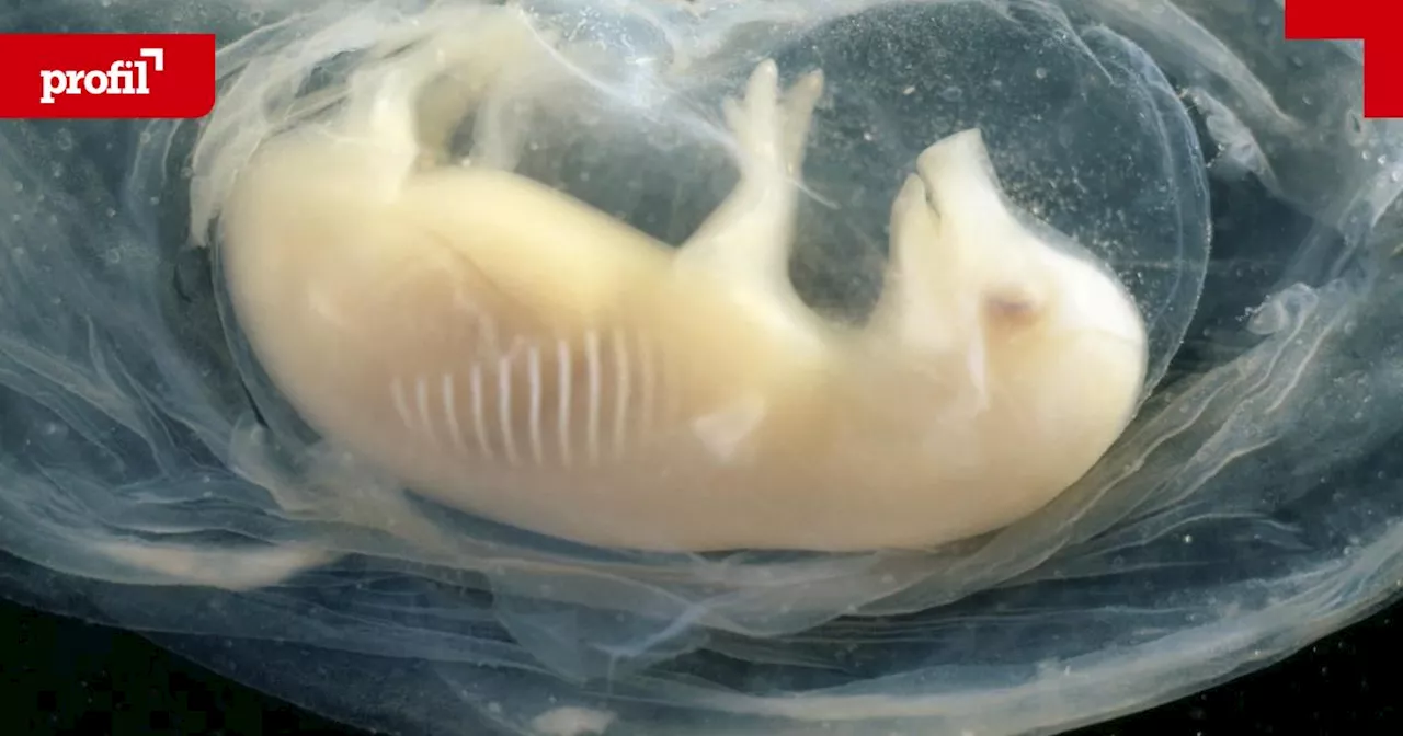 Menschenherz im Schweine-Embryo: Warum Forschende Mischwesen erschaffen