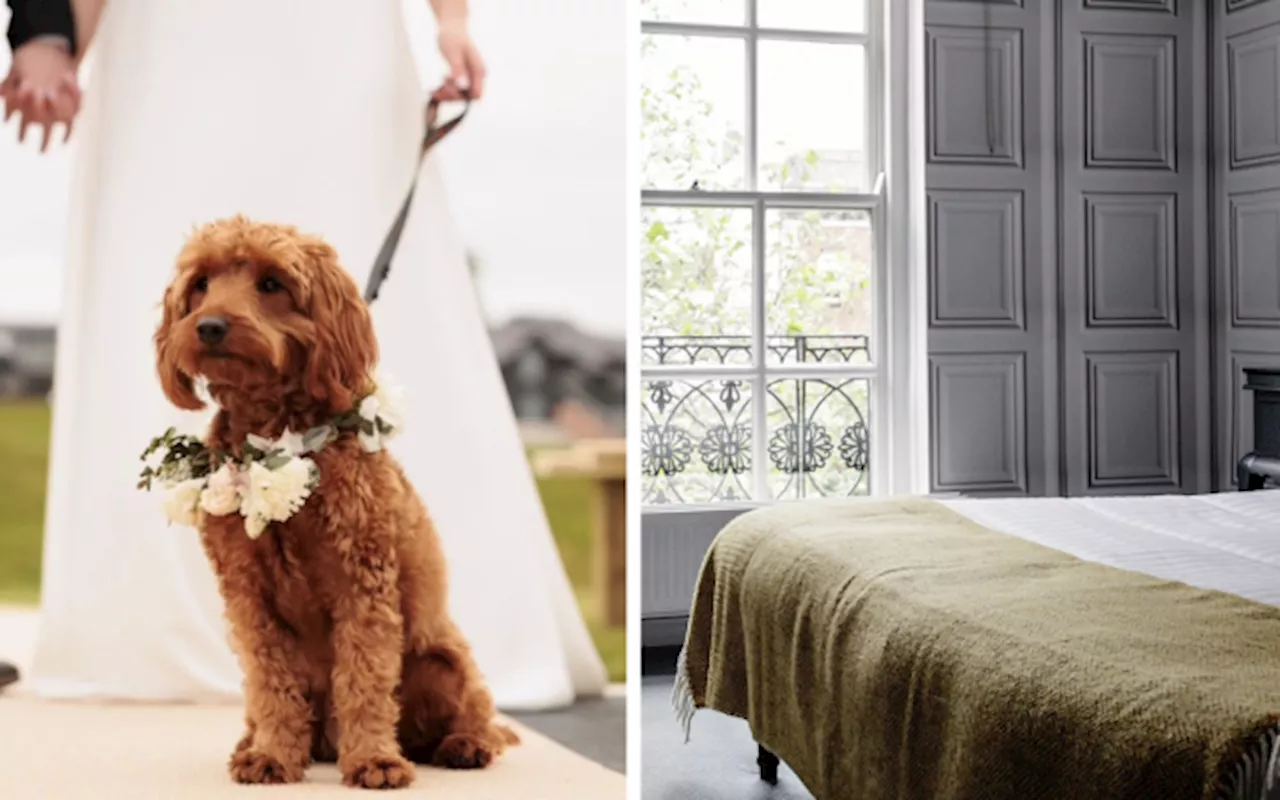 Pooch Perfection: 5 Dog Friendly Staycations in Ireland