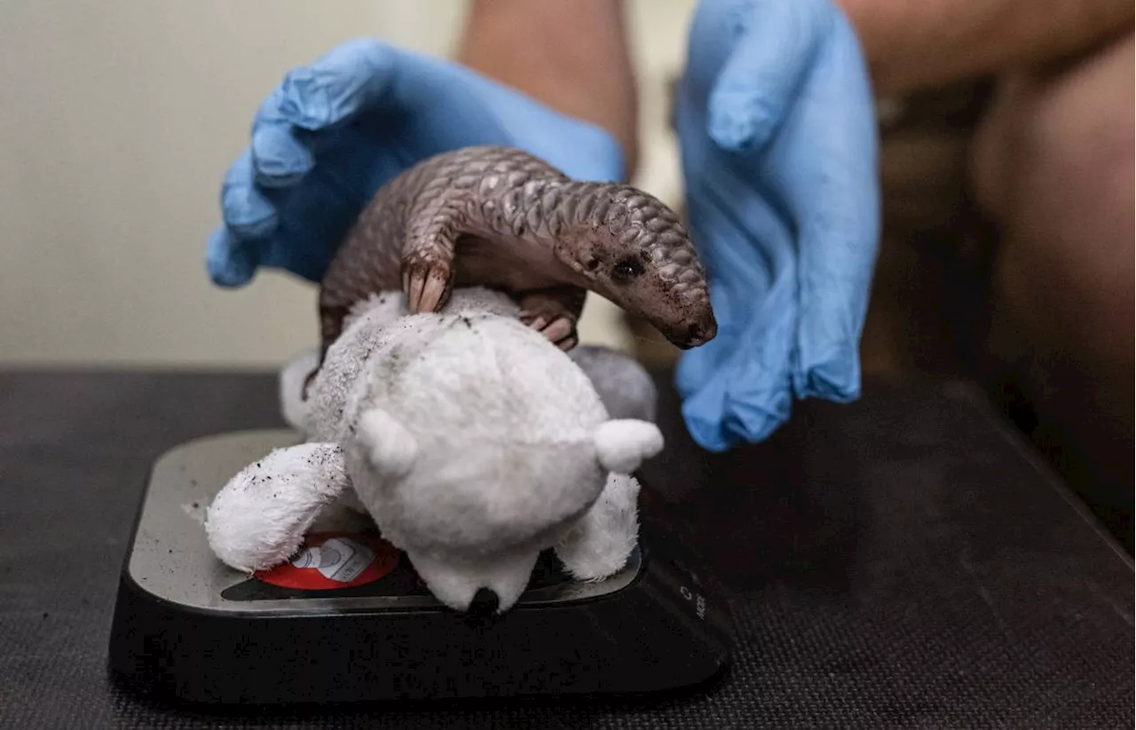 US moves to protect all species of pangolin, world's most trafficked mammal