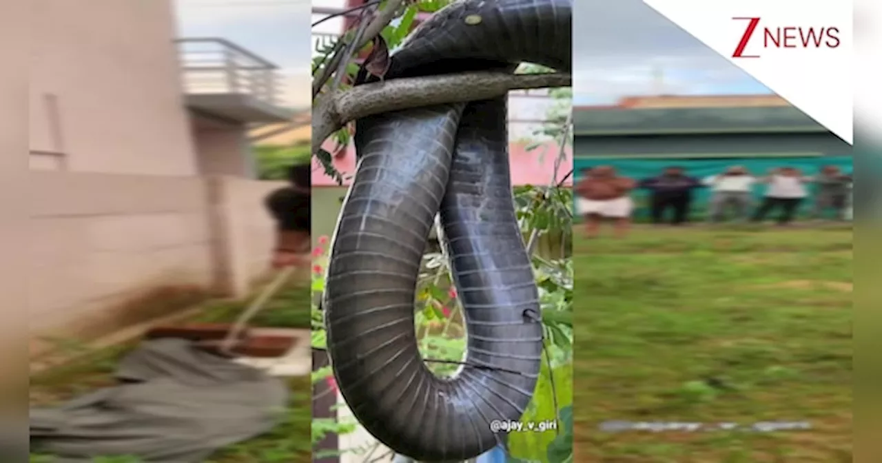 पेड़ की टहनियों की बीच छिपा बैठा था 12 फीट लंबा King Cobra, फिर यूं किया गया रेस्क्यू, सांप देख खड़े हो जाएंगे रोंगटे!