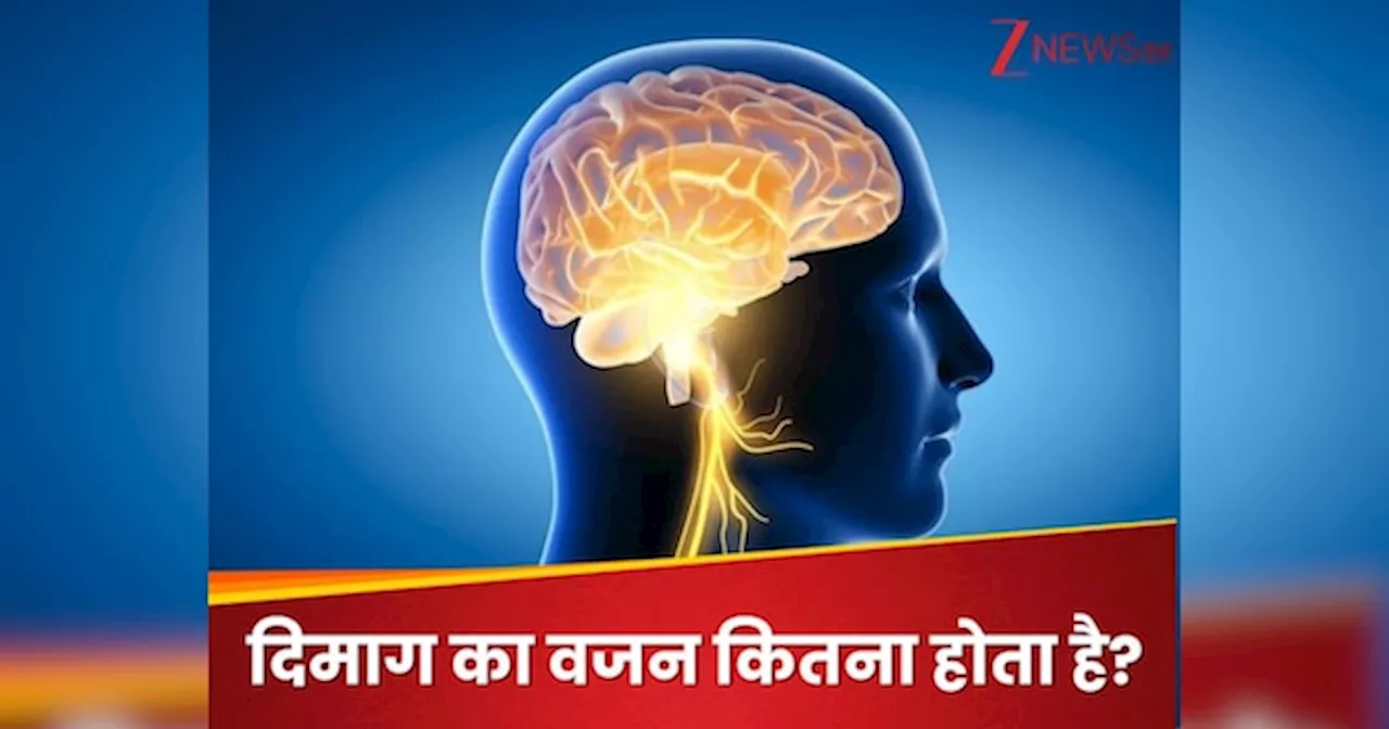 GK Quiz: दिमाग का वजन कितना होता है?