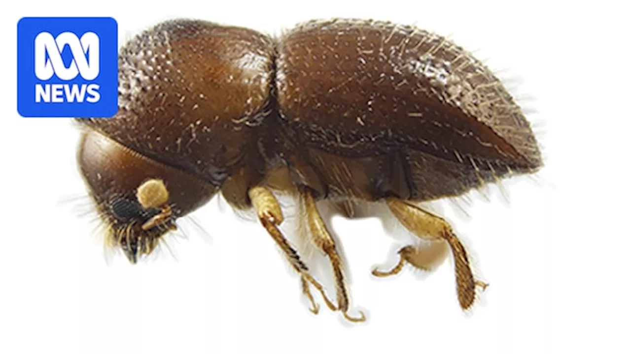 The polyphagous shot-hole borer kills trees. Why is it so lethal, how is it treated, and can it spread across Australia?