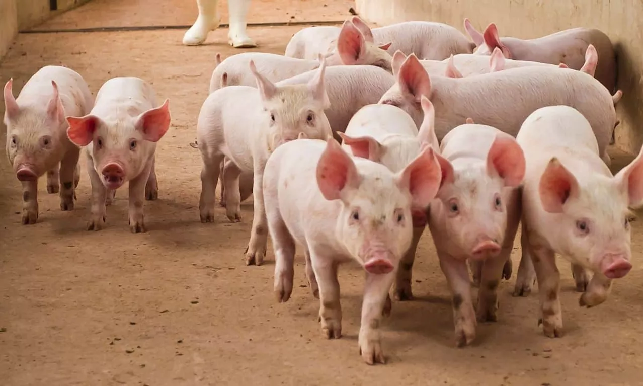 Tether Assists DOJ in $225M Stablecoin Seizure Linked to ‘Pig Butchering’ Scam