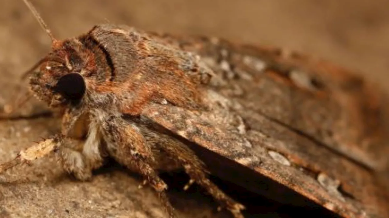 Moth travels 621 miles using stars as compass, scientists find in a world-first
