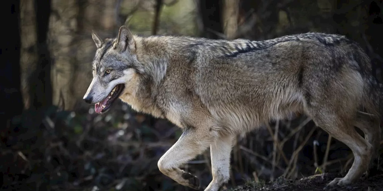Nationalrat will Wölfe mit nicht tödlicher Munition vergrämen