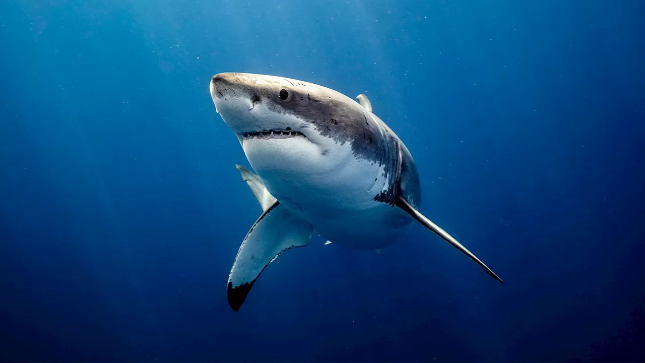 ‘Jaws’ at 50: How a single movie changed our perception of white sharks forever