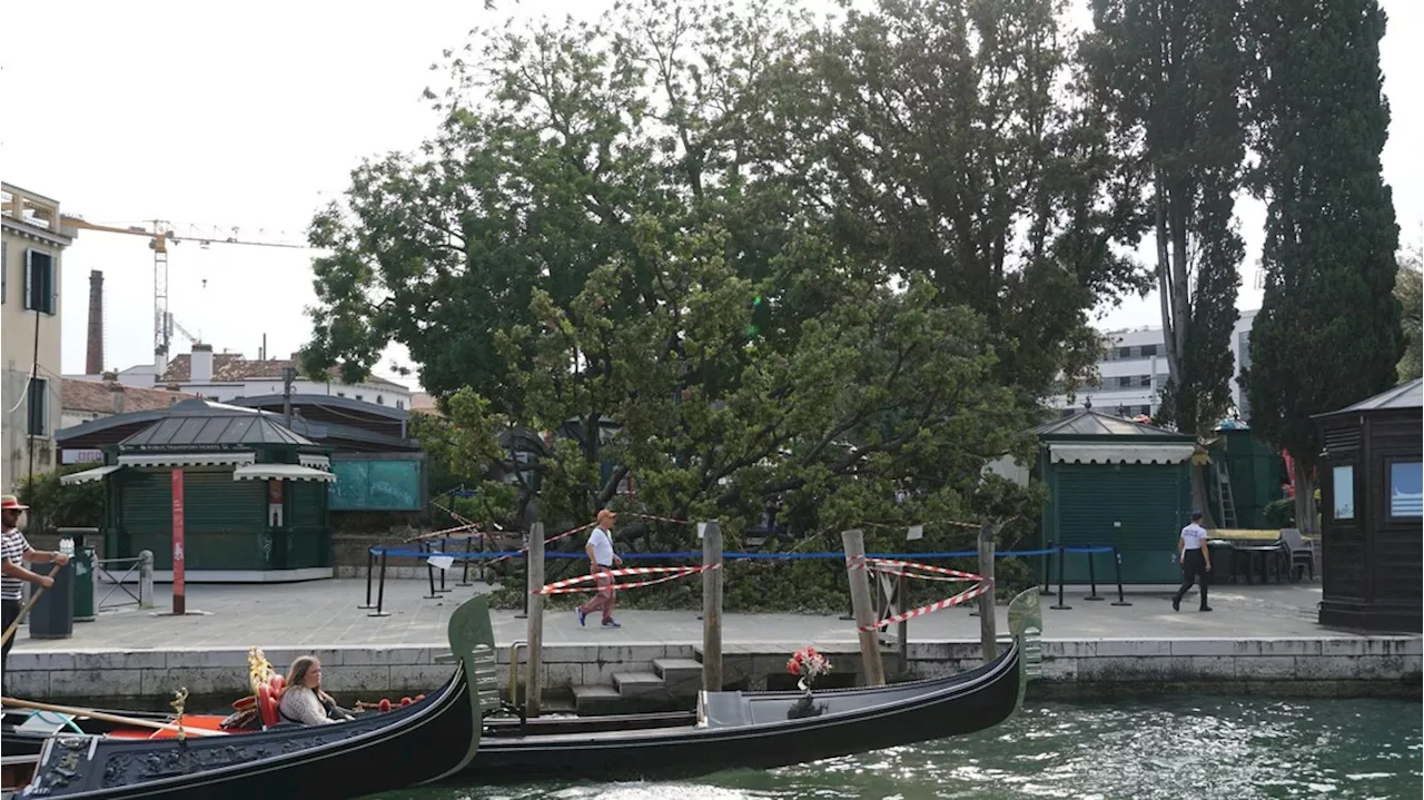 Albero sui turisti a Venezia. 12 feriti, 2 donne gravi 