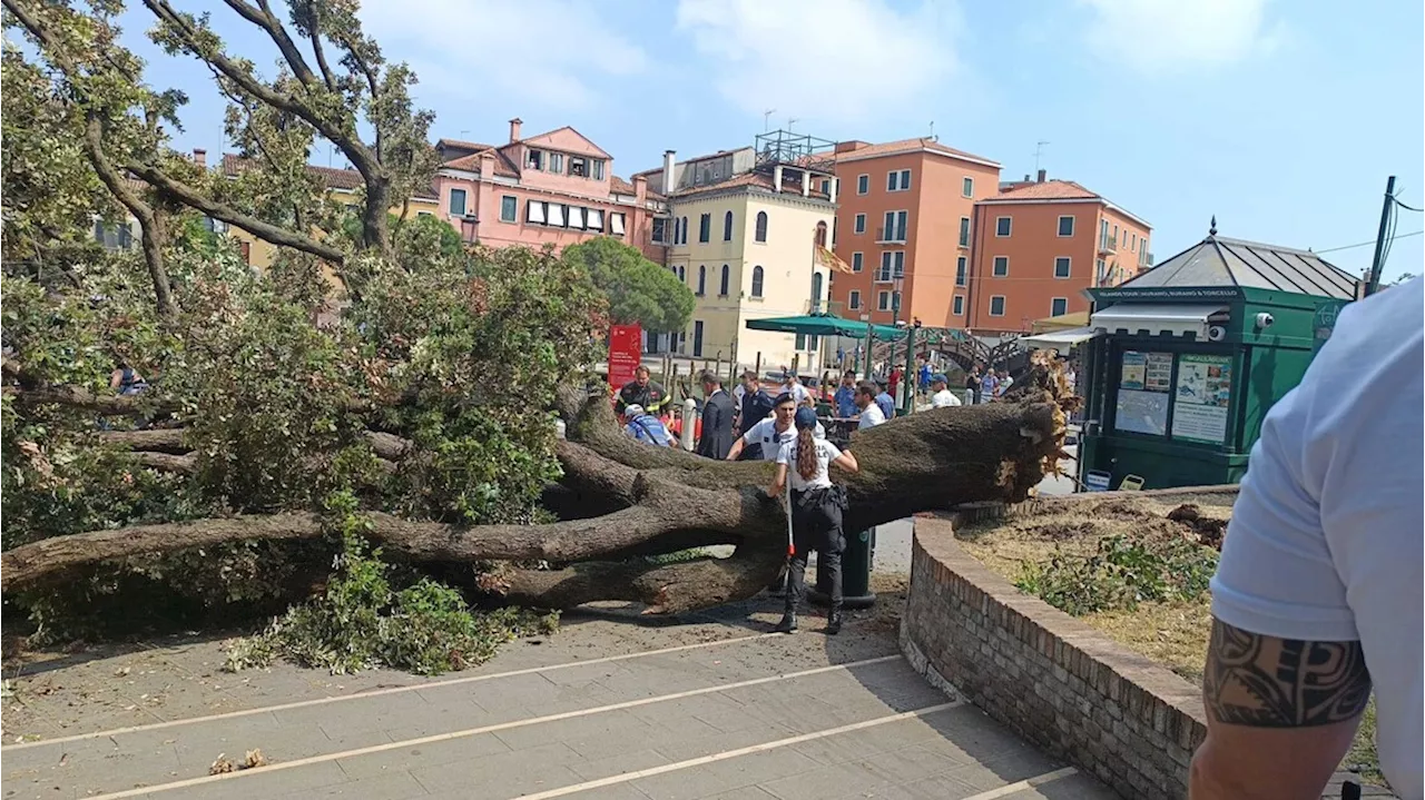 Paura a Venezia: cade un albero al terminal auto, dieci feriti