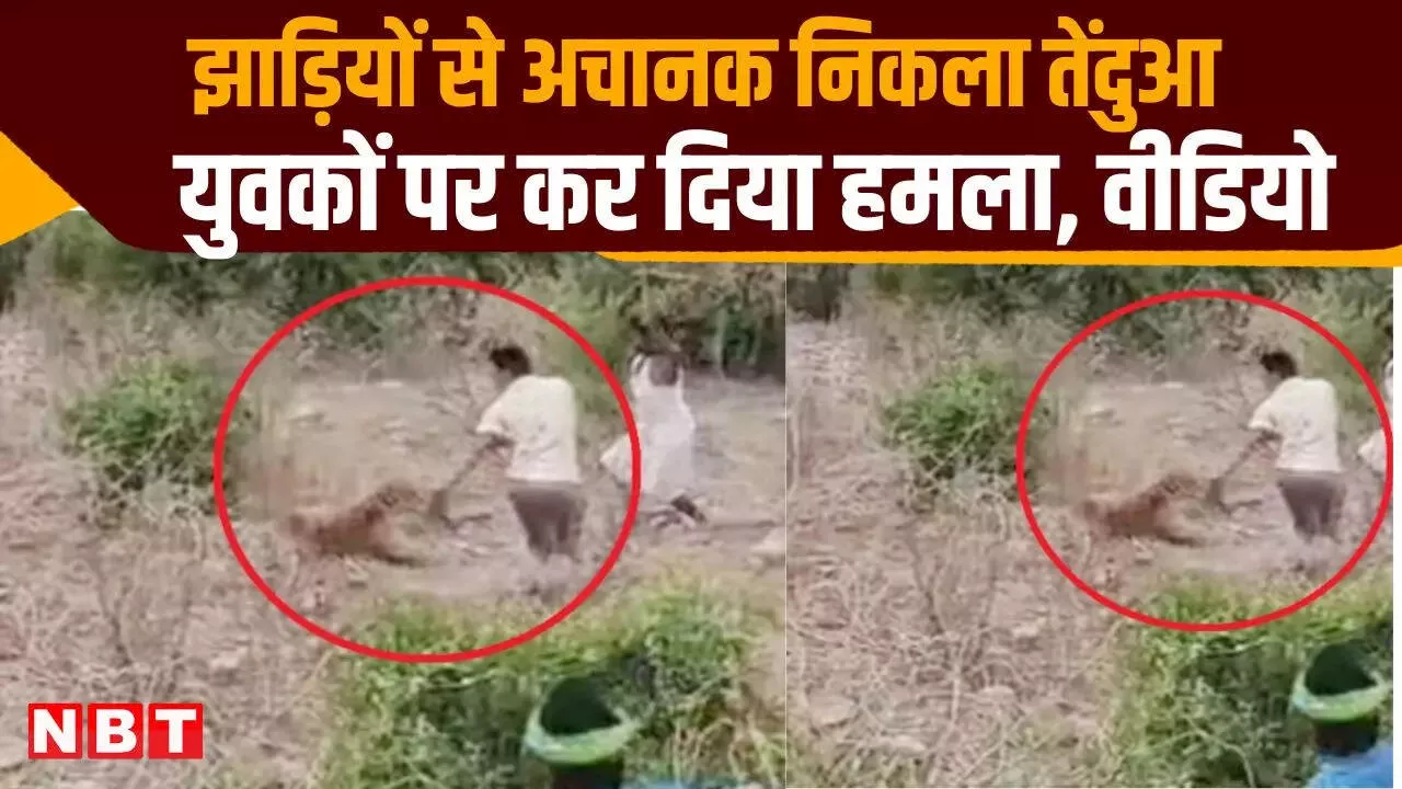 झाड़ियों से रॉकेट की तरह निकला तेंदुआ, 2 युवकों पर मार दिया झपट्टा, ग्रामीणों ने लाठी-डंडों से भगाया