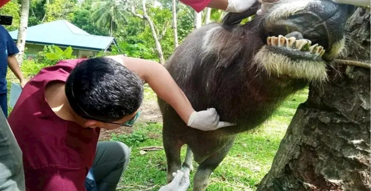 Two Rare Fatal Bacterial Diseases Detected in Philippines, Raise Concerns