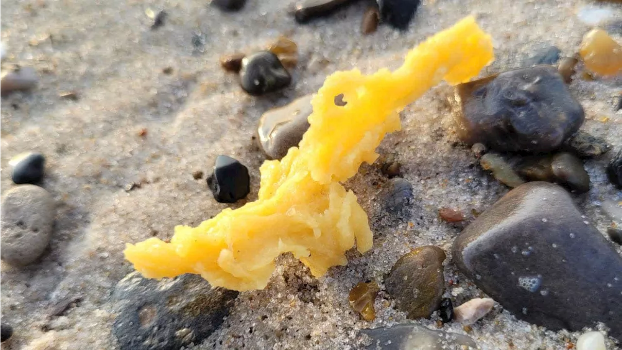 Undrer du dig også? Gule klumper skyllet op på stranden