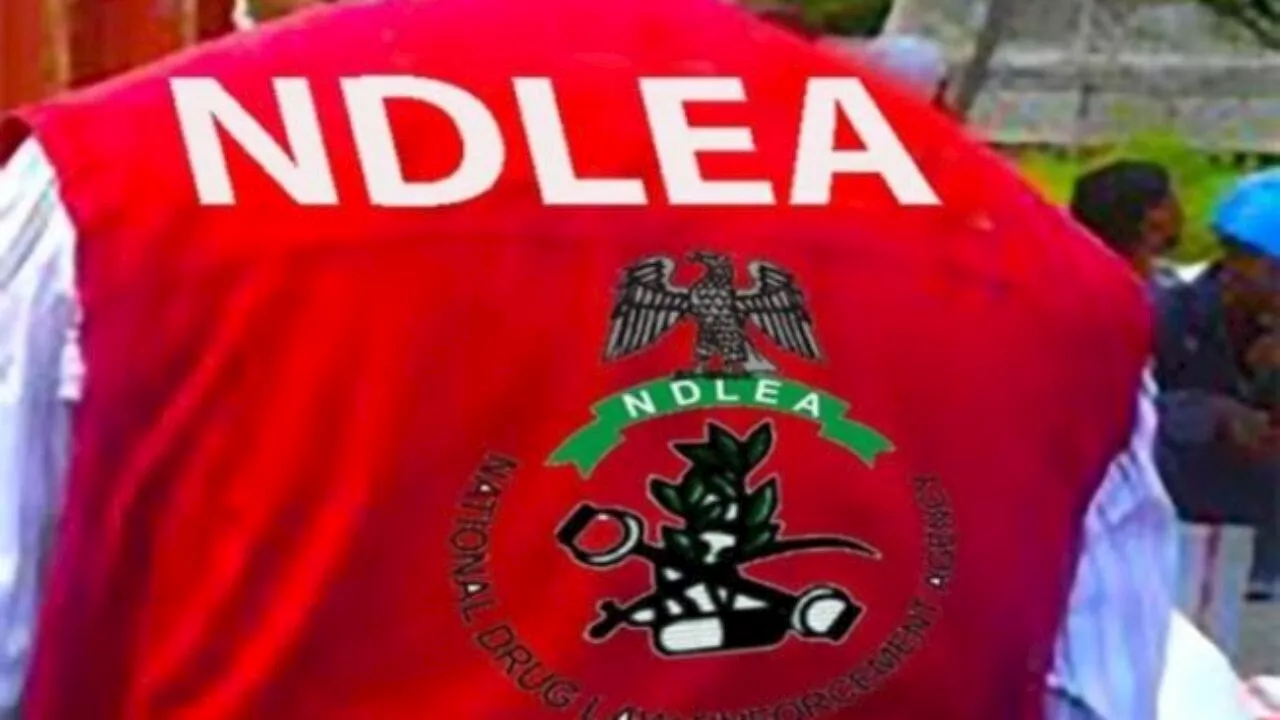 NDLEA arrests 23 suspects, seizes illicit drugs in Kano