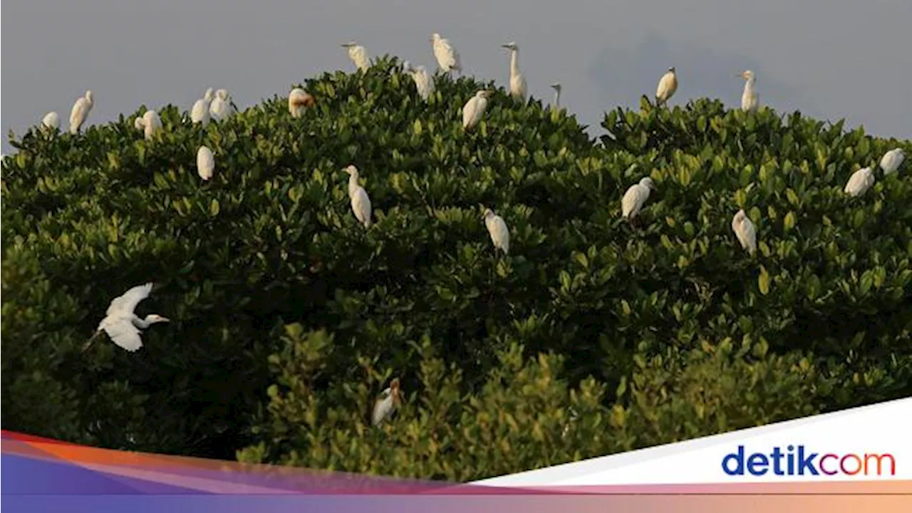 Tanggul Laut Raksasa Mau Dibangun Sebagian Pakai Mangrove, Ini Kriterianya