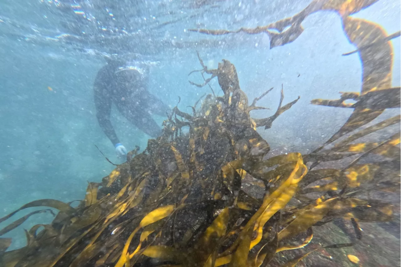 Seaweed forests in Chile: Nature’s oxygen pump under threat from pollution and climate change