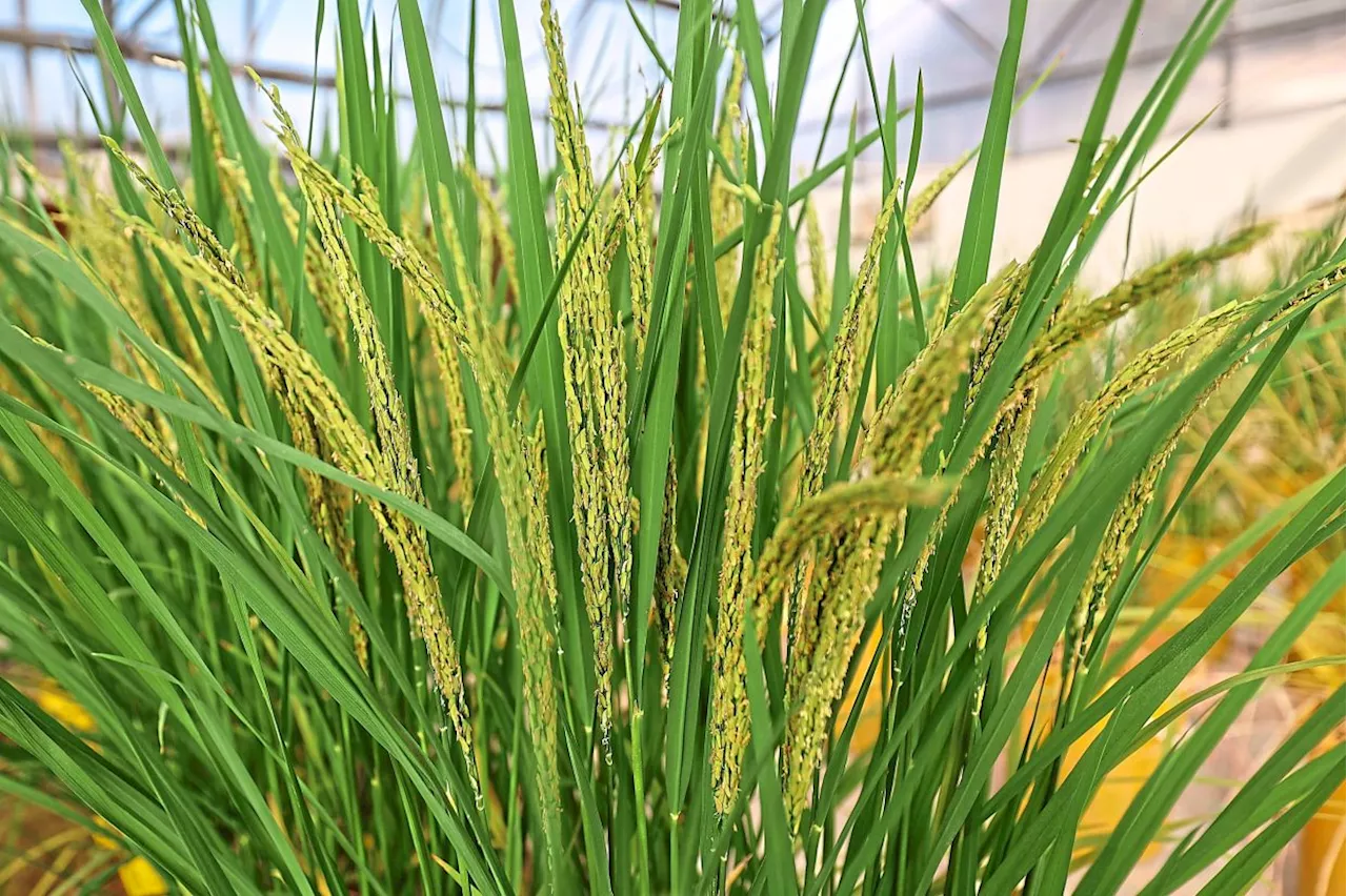 Green light hoped for gene-edited rice