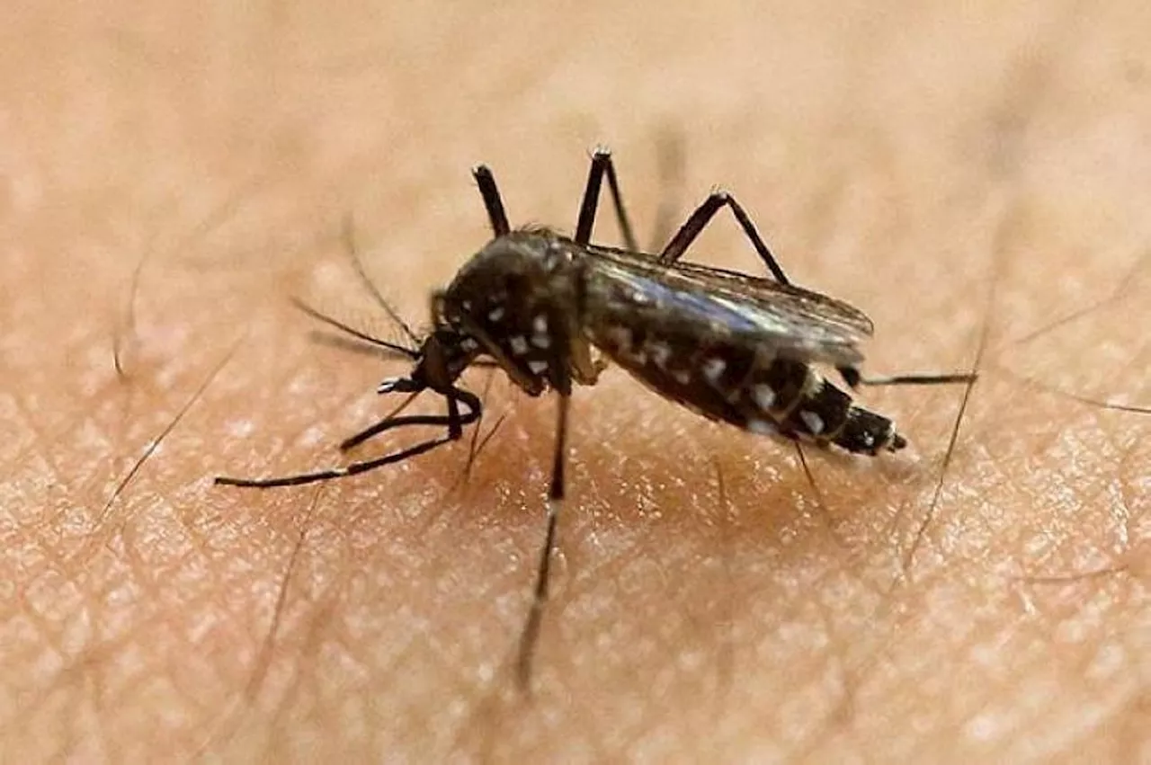 DOH reports uptick in dengue cases amid onset of rainy season