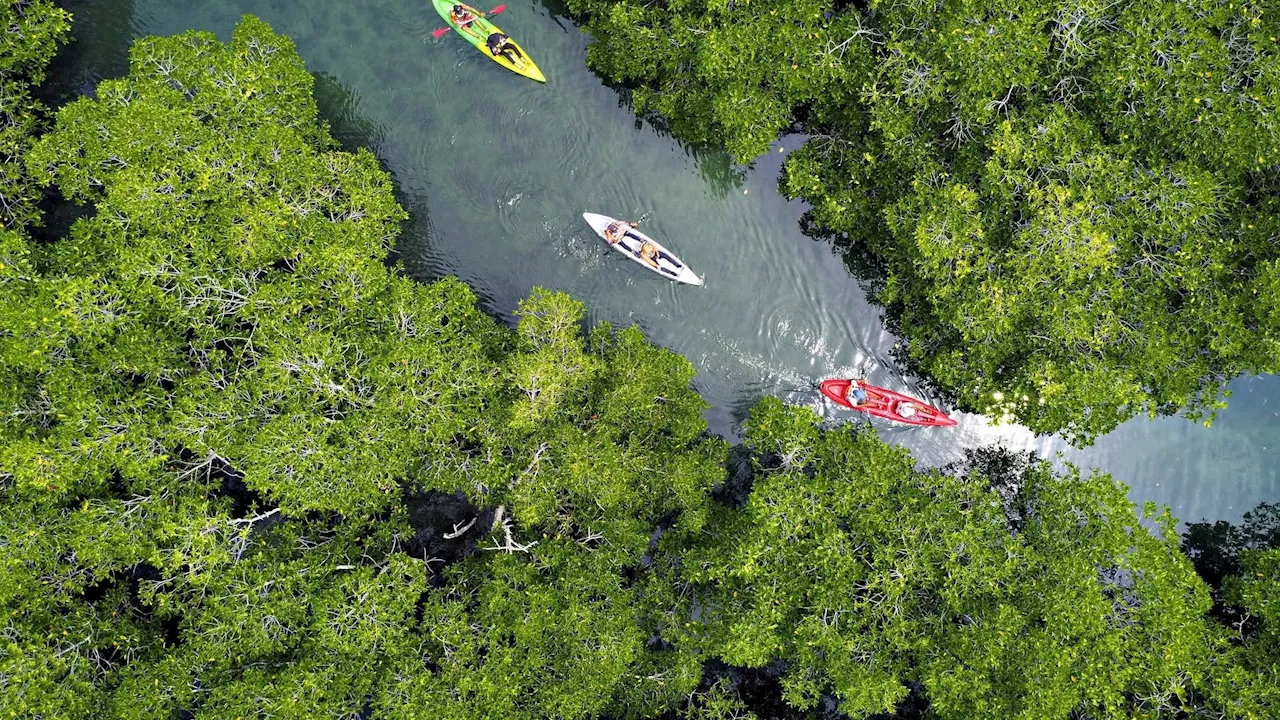 Mangrove maze: Eco-tourism, conservation take root in Negros Occidental