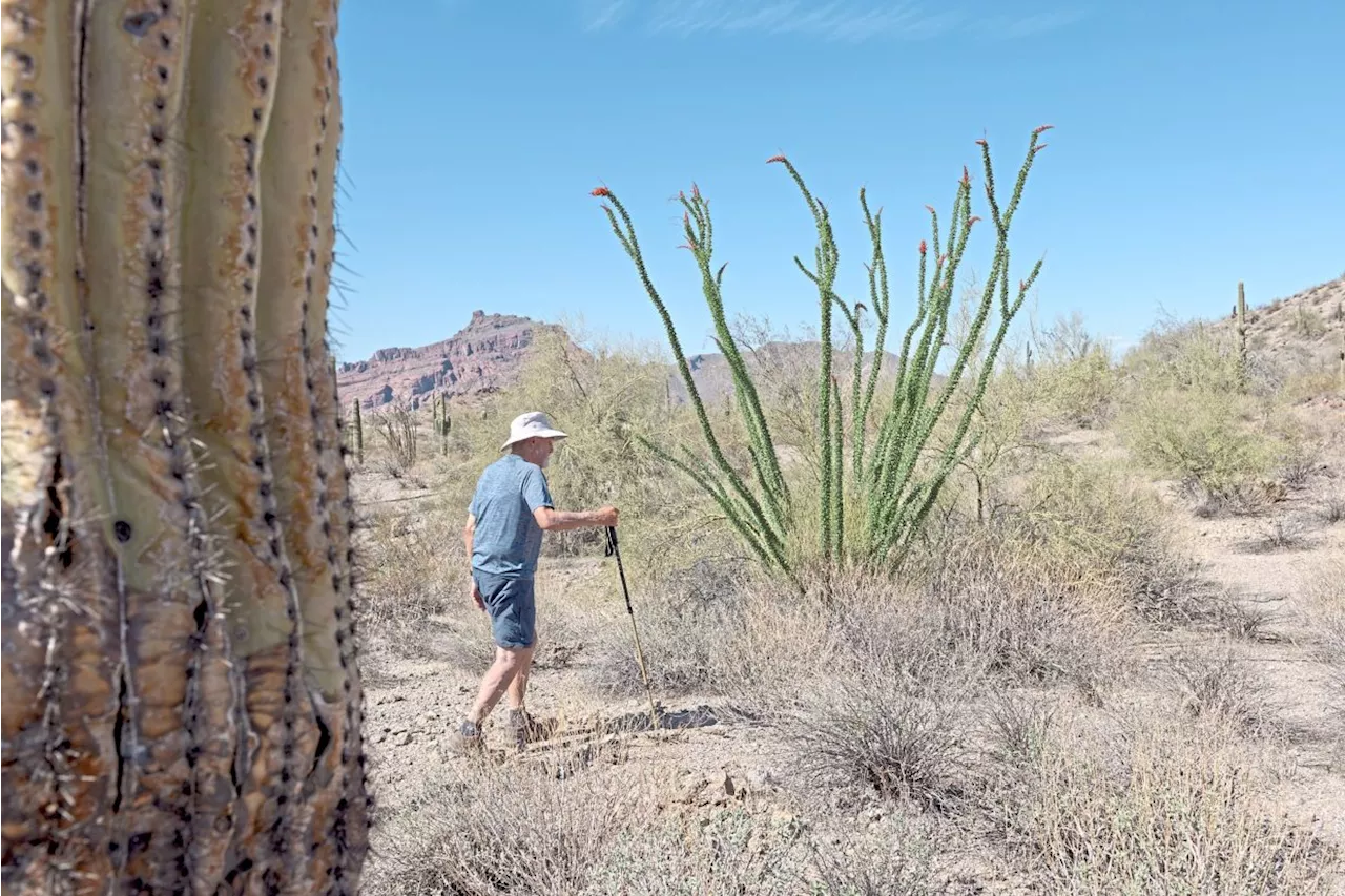 Weed manager of the year: One man’s quest to save the Sonoran Desert