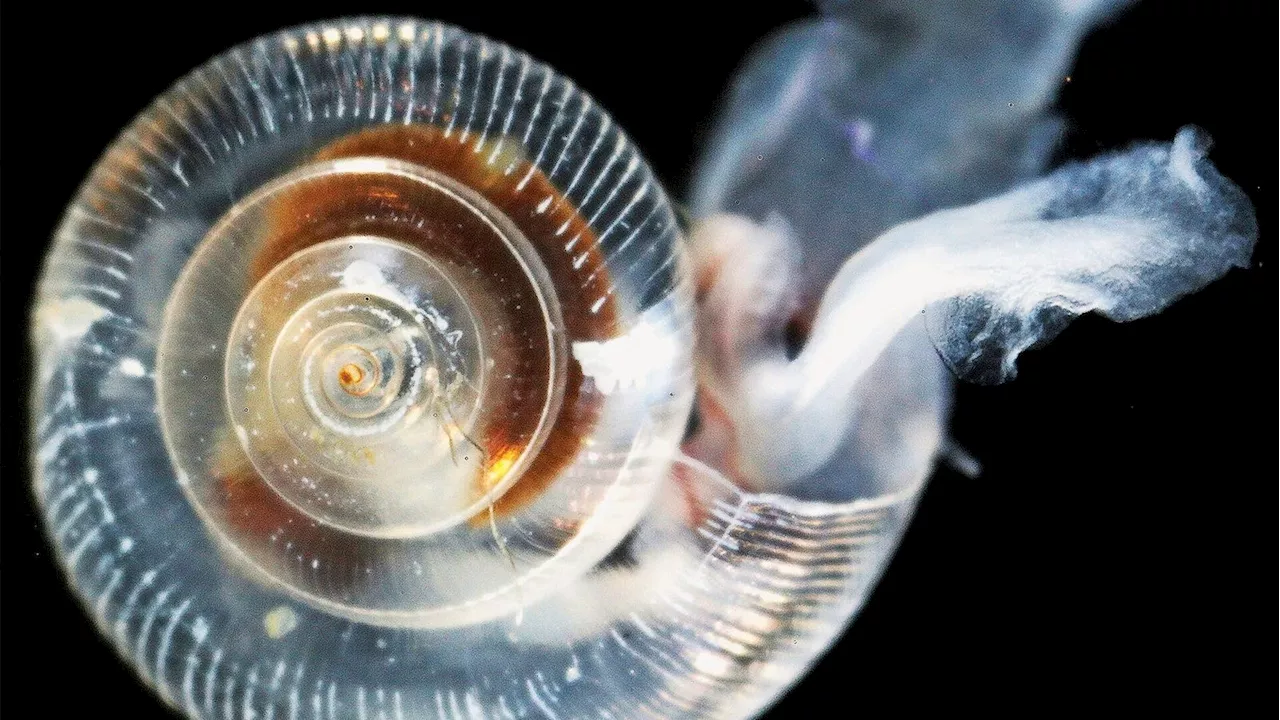 Ocean Acidification Crossed A Critical Boundary, Threatening Marine Ecosystems