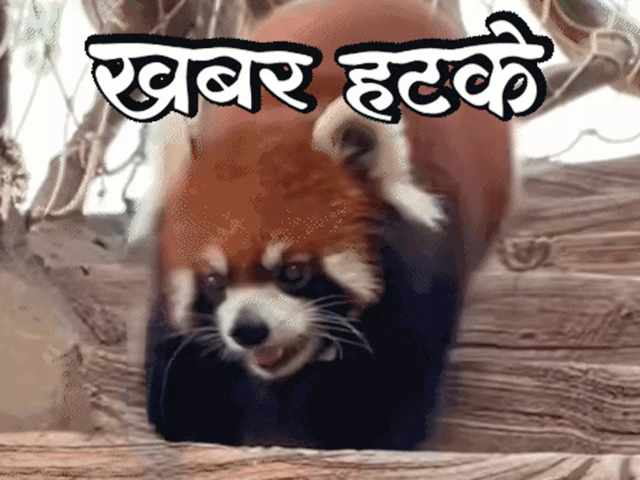 खबर हटके- सुबह जगाने के ₹24000 लेता है रेड पांडा: महिला ने 22 साल से मेकअप नहीं हटाया; 1500 मीटर की ऊंचाई प...
