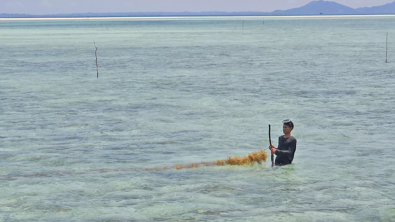 Farmers in PH seaweed capital learn to adapt amid challenges