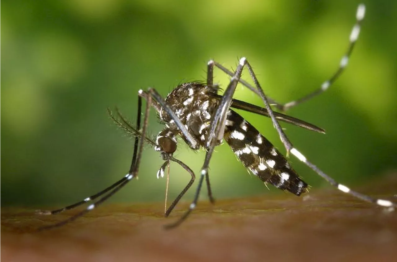 Lagos nears malaria elimination, set to become first in West Africa