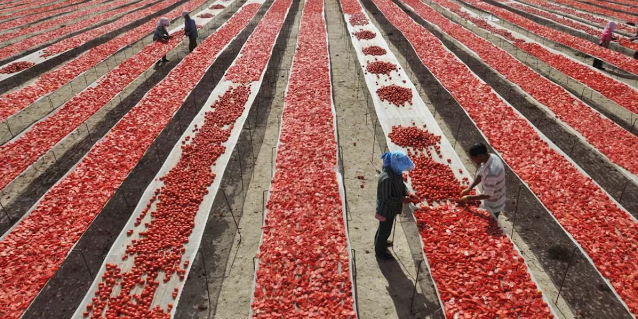 EU revisaría cuota antidumping contra tomate mexicano