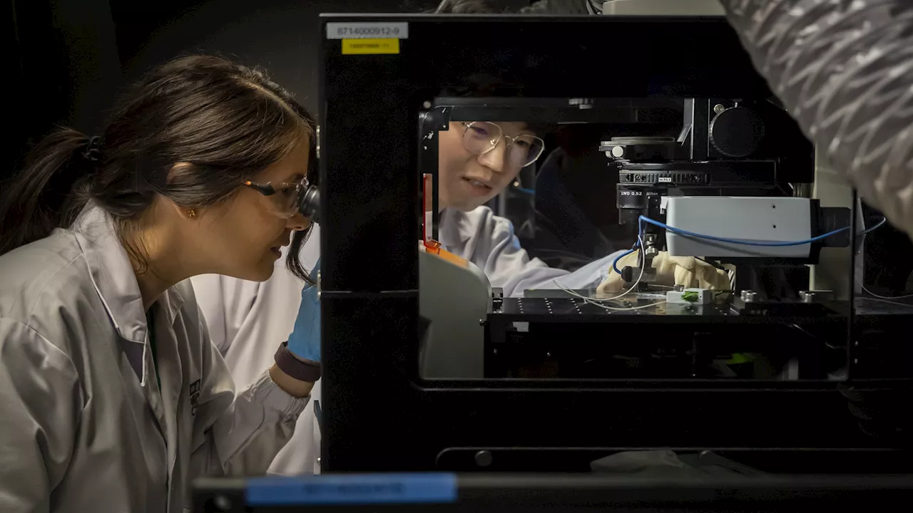 Scientists rewind heart ageing using lab-grown scaffold that mimics young tissue