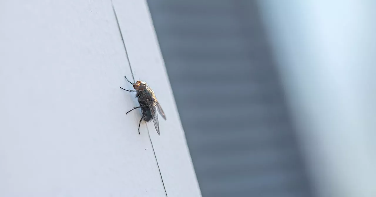 Banish flies from your house with weird coin trick that 'actually works'