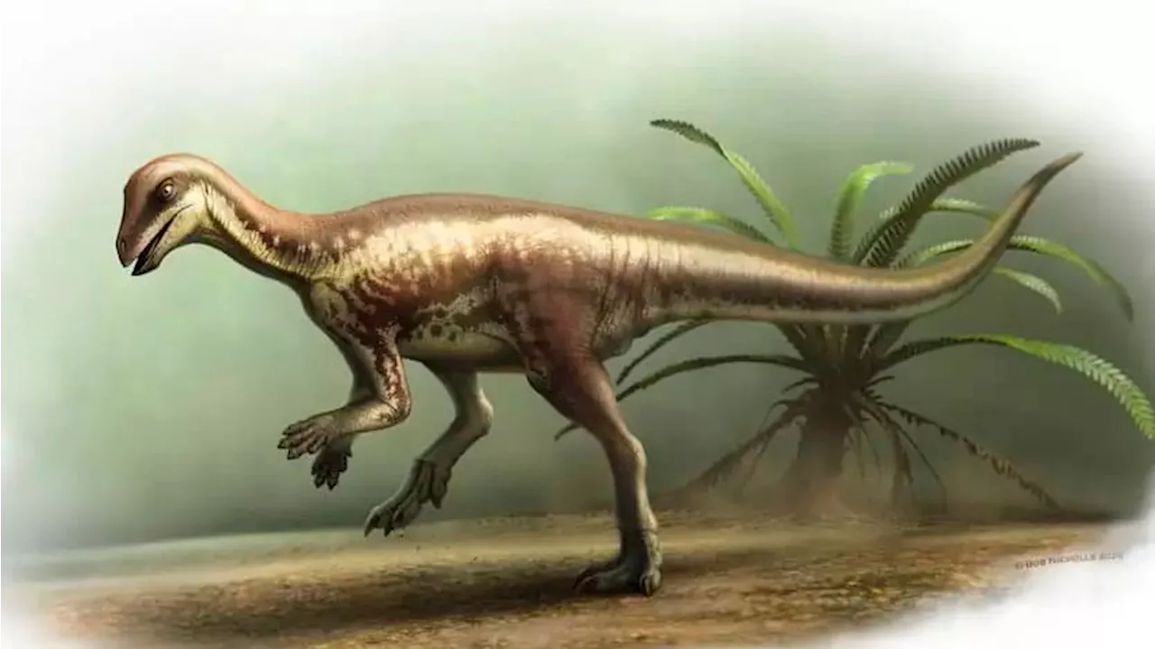 Kaum größer als ein Hund: Forscher entdecken neue Dino-Art