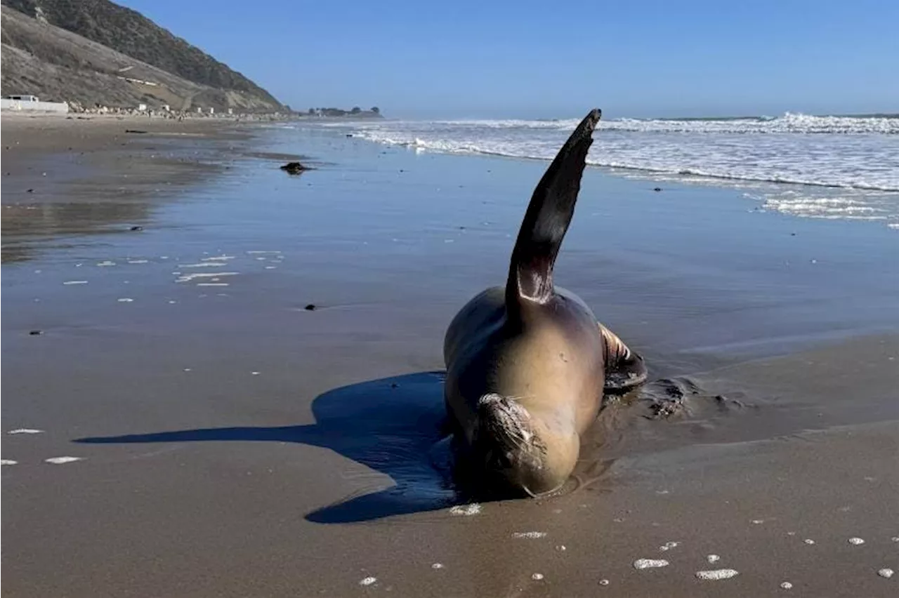 The Ongoing Oceanic Catastrophe In Australia Was Predicted Years Ago
