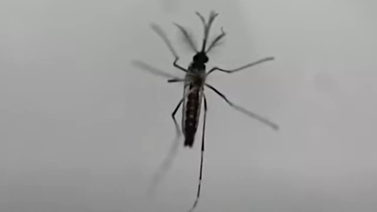 DOH aims zero dengue-related deaths by 2030