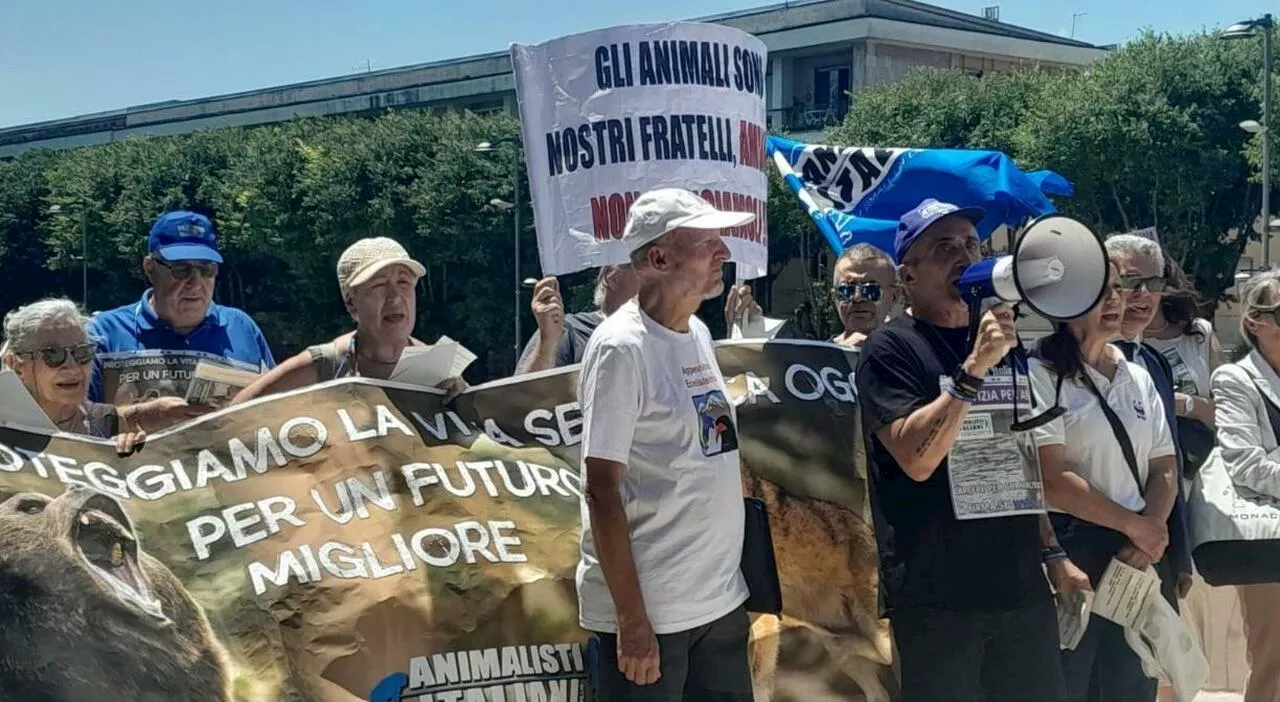 Uccisione dell'orsa Amarena, la Regione chiede i danni al cacciatore Andrea Leombruni