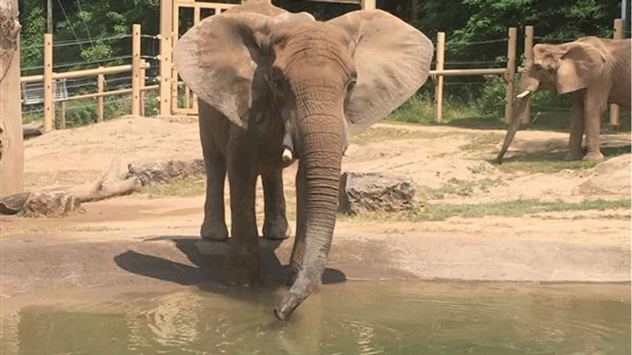 VIDEO: 'Heroic' effort helps Seneca Park Zoo elephant get back up after falling