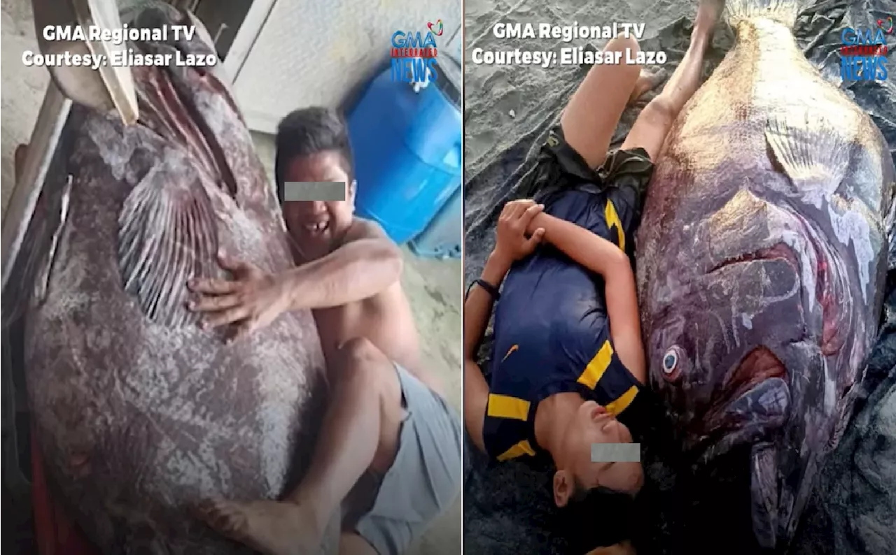 Dambuhalang lapu-lapu, nahuli naman sa karagatang sakop ng Babuyan Channel