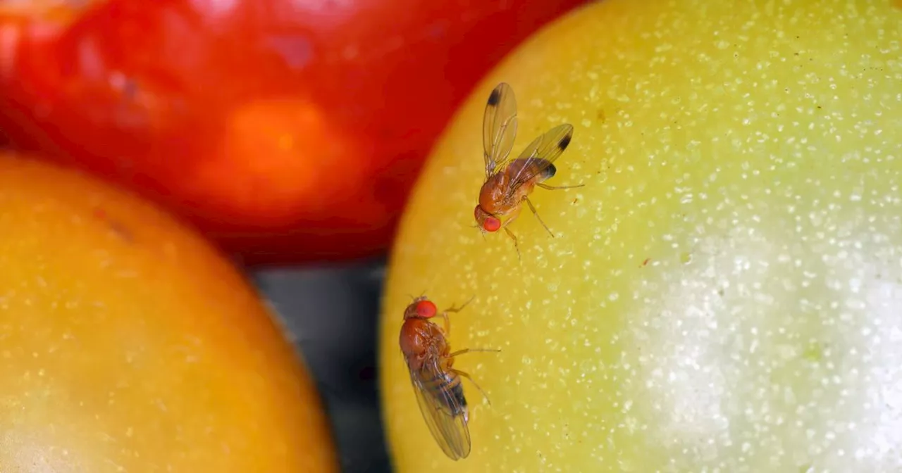Pest expert shares how to get rid of fruit flies in the home
